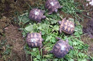 Landschildkröten kaufen und verkaufen Foto: Griechische Landschildkröten Nachzucht abzugeben