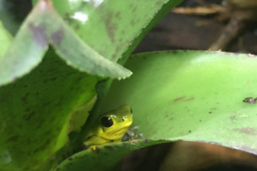 Poison dart frogs kaufen und verkaufen Photo: Biete Nachzuchten Oophaga pumilio