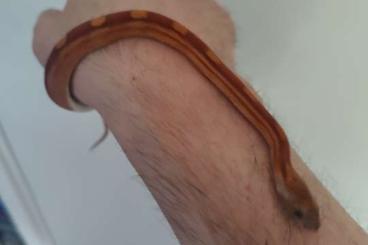 Snakes kaufen und verkaufen Photo: 3 junge Kornnattern in liebevolle Hände abzugeben