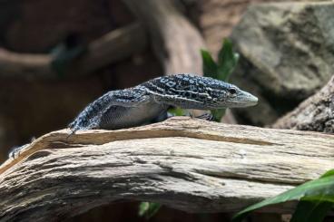 Warane kaufen und verkaufen Foto: Varanus Macraei Blauer Baumwaran