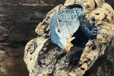 Warane kaufen und verkaufen Foto: Varanus Macraei Blauer Baumwaran