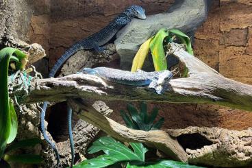 Warane kaufen und verkaufen Foto: Varanus Macraei 1.2 Junge Tiere viel Blau Anteil 