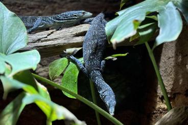 Warane kaufen und verkaufen Foto: Varanus Macraei 1.1 Junges Paar 