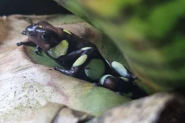 Pfeilgiftfrösche kaufen und verkaufen Foto: Oophaga histrionica, vicentei and pumilio Hamm