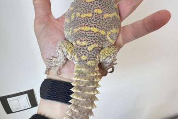 Echsen  kaufen und verkaufen Foto: Uromastyx ornata machos y hembras en barcelona