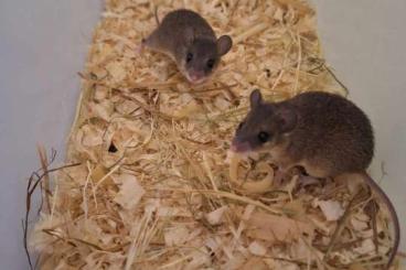 Exotische Säuger kaufen und verkaufen Foto: Dwarf spiny mice available 