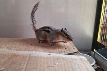 Exotische Säuger kaufen und verkaufen Foto: Tamias striatus squirrels available 