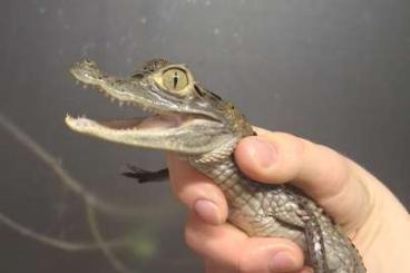 andere Echsen kaufen und verkaufen Foto: Spectacled caiman babys cb2024