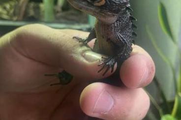 Skinke kaufen und verkaufen Photo: Zucht Jungtiere - Rotaugen-Buschkrokodilen (Tribolonotus gracilis) Skinke kaufen und verkaufen Photo: Zucht Jungtiere - Rotaugen-Buschkrokodilen (Tribolonotus gracilis)