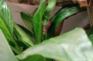 Colubrids kaufen und verkaufen Photo: 1.1 Gonyosoma prasinum CB 2024 Colubrids kaufen und verkaufen Photo: 1.1 Gonyosoma prasinum CB 2024