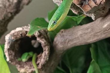 Snakes kaufen und verkaufen Photo: Pair Gonyosoma prasinum CB24 Snakes kaufen und verkaufen Photo: Pair Gonyosoma prasinum CB24