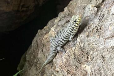 Skinke kaufen und verkaufen Foto: Trachylepis dichroma / zebra skink pick-up near Houten