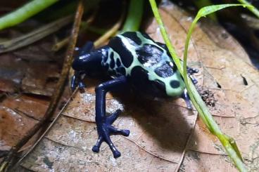 Poison dart frogs kaufen und verkaufen Photo: D. Tinctorius Koetari & Bruyere