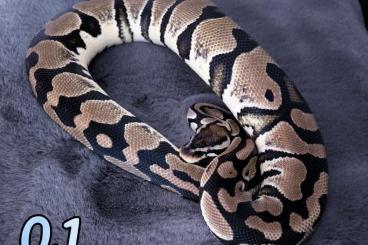 Ball Pythons kaufen und verkaufen Photo: 1.1 Königspython Pastel Axanthic het. 100% Piebald aus 2022