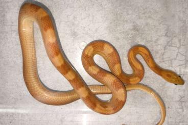 Colubrids kaufen und verkaufen Photo: 1.0 Kornnatter NZ2023 Hypo sunkissed Motley het Anery, Lavender 