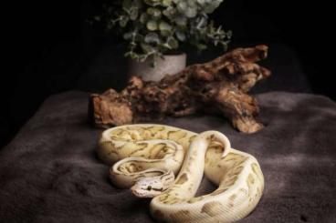 Ball Pythons kaufen und verkaufen Photo: Verschiedene Königspythons subadult bis fast adult