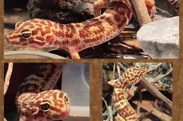 Geckos kaufen und verkaufen Foto: Drei Leopardgecko Weibchen 