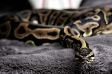 Königspythons kaufen und verkaufen Foto: Königspython Clown / Piebald Pärchen NZ2022 Königspythons kaufen und verkaufen Foto: Königspython Clown / Piebald Pärchen NZ2022
