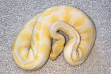 Königspythons kaufen und verkaufen Foto: Königspython Lavender/ Piebald Paar (Dreamsicle Projekt) NZ 2023 Königspythons kaufen und verkaufen Foto: Königspython Lavender/ Piebald Paar (Dreamsicle Projekt) NZ 2023