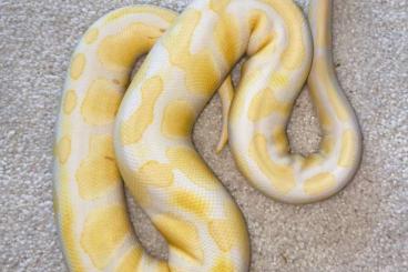 Ball Pythons kaufen und verkaufen Photo: Königspythons Lavender / Piebald Ball Pythons kaufen und verkaufen Photo: Königspythons Lavender / Piebald