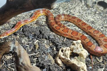 Nattern ungiftige  kaufen und verkaufen Foto: 1.0 Kornnatter ohne Terrarium