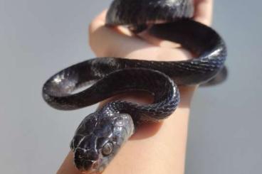 Schlangen kaufen und verkaufen Foto: Boiga dendrophila gemmicincta 