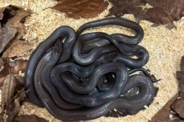 Schlangen kaufen und verkaufen Foto: Python, Morelia spilota, Boaedon - black