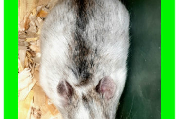 Exotische Säuger kaufen und verkaufen Foto: Chinesische Streifenhamster