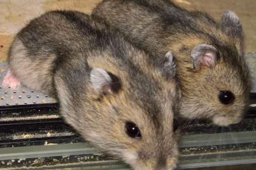 Exotic mammals kaufen und verkaufen Photo: Dsungarische Zwerghamster 