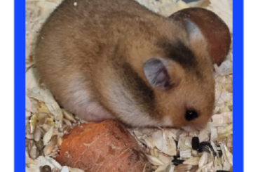 Exotische Säuger kaufen und verkaufen Foto: Goldhamster und Teddyhamster