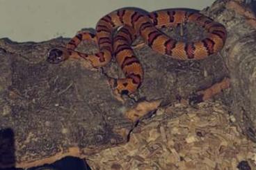 Schlangen kaufen und verkaufen Foto: Königsnatter zu Verkaufen 