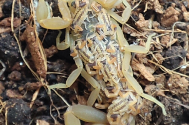 Scorpions kaufen und verkaufen Photo: Centruroides vittatus / Arizona Rindenskorpion 
