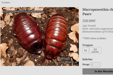 other Arthropoda kaufen und verkaufen Photo: biete Macropanesthia rhinoceros