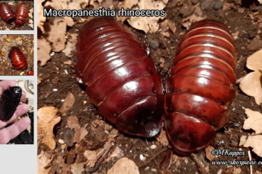 andere Wirbellose kaufen und verkaufen Foto: biete Macropanesthia rhinoceros