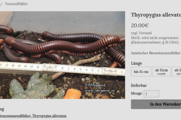 other Arthropoda kaufen und verkaufen Photo: Thyropygus allevatus / Asiatischer Riesentausendfüßer,