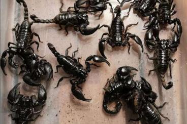 Scorpions kaufen und verkaufen Photo: verschiedene Skorpione zur Abgabe Hamm 14.12.24