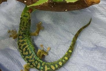 Geckos kaufen und verkaufen Photo: Geckos for sale - phelsuma borbonica borbonica