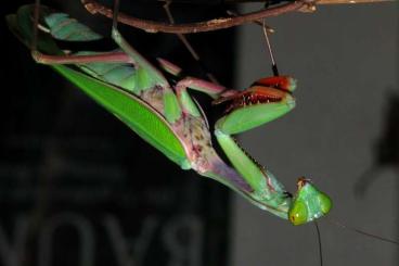 Insects kaufen und verkaufen Photo: Hierodula majuscula für Selbstabholung in Gelsenkirchen oder Versand Insects kaufen und verkaufen Photo: Hierodula majuscula für Selbstabholung in Gelsenkirchen oder Versand