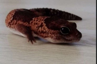 Geckos kaufen und verkaufen Foto: 1.0 Hemitheconyx caudicinctus