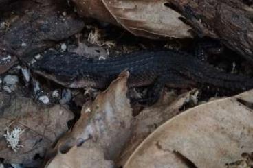 Echsen  kaufen und verkaufen Foto: Tropidophorus baconi Hamm/Verona/Ziva