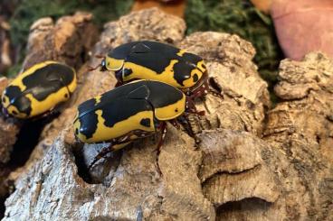 Insects kaufen und verkaufen Photo: Rosenkäfer Pachnoda sinuata flaviventris