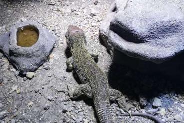 Lizards kaufen und verkaufen Photo: Perleidechsen Timon lipidos het melanistisch 