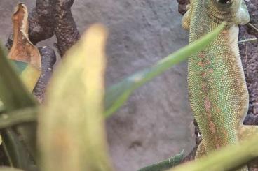 Geckos kaufen und verkaufen Foto: Wegen Bestandsumstellung abzugeben 