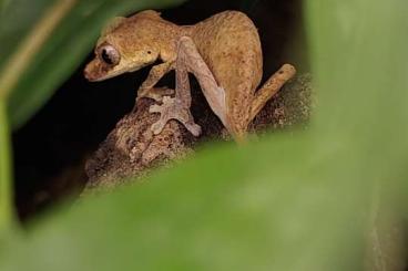 Geckos kaufen und verkaufen Photo: Uroplatus ebenaui 0.1 Geckos kaufen und verkaufen Photo: Uroplatus ebenaui 0.1