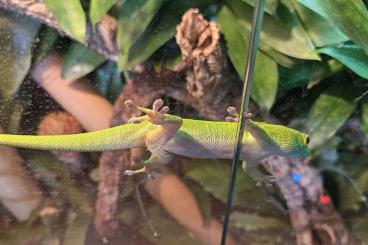 Geckos kaufen und verkaufen Foto: Phelsuma grandis 0.1. Geckos kaufen und verkaufen Foto: Phelsuma grandis 0.1.