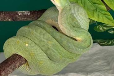 Pythons kaufen und verkaufen Photo: Morelia Viridis ready to breed