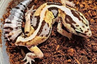 Geckos kaufen und verkaufen Foto: African Fattailgecko White Out het Oreo Ghost 66% het Patternless