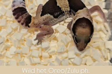 Geckos kaufen und verkaufen Photo: 1.0 African Fattail Gecko Wild het Zulu 66%het Oreo,50% het Patternles Geckos kaufen und verkaufen Photo: 1.0 African Fattail Gecko Wild het Zulu 66%het Oreo,50% het Patternles