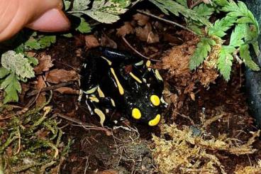 Poison dart frogs kaufen und verkaufen Photo: Verkaufe meinen dendrobates tinctorius alanis