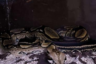 Boas kaufen und verkaufen Foto: Boa c. imperator / th snow leopard and Anery1 dh albino leopard couple